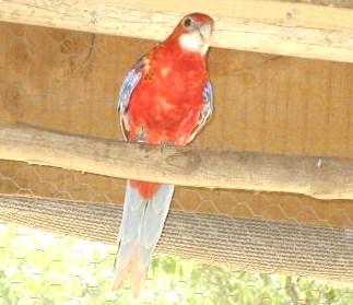 Rosella Roja